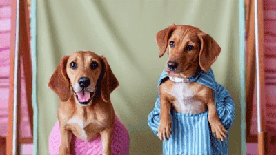 Creating DIY Pet Photo Booths: Fun Setups for Memorable Shots