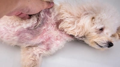 How to Identify and Treat Yeast Infections in Pets: Key Signs to Look For