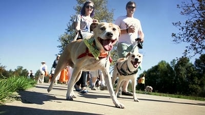 How to Organize a Charity Walk or Run for Pets in Need