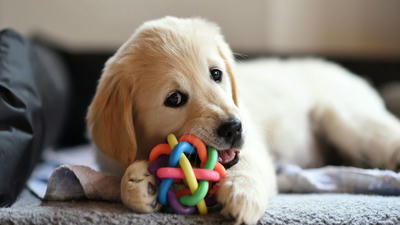 How to Stop Your Puppy from Chewing Everything in Sight