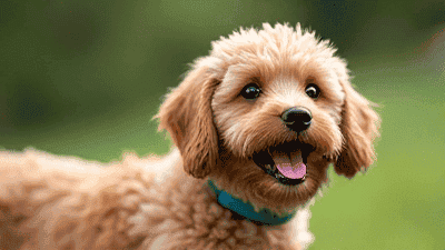 Pet Nutrition Myths Busted: What You Should Really Be Feeding Your Furry Friends