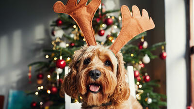 Seasonal Fun: Activities to Enjoy with Your Pet Year-Round