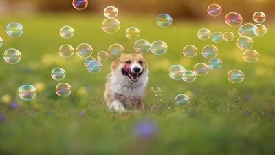 Using Props to Showcase Your Pet's Personality: Creative Ideas for Photos
